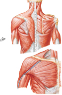 Muscles of Shoulder