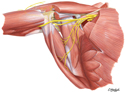 Axilla: Posterior Wall