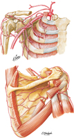 Axillary Artery and Anastomoses Around Scapula