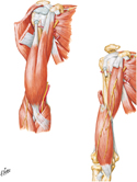 Muscles of Arm: Anterior Compartment