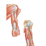 Muscles of Arm: Posterior Compartment