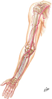 Arteries of Upper Limb
