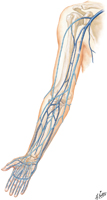 Veins of Upper Limb