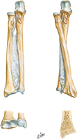 Bones of Forearm