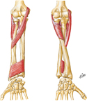 Muscles of Forearm: Pronators and Supinator