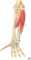 Muscles of Forearm: Flexors of Wrist