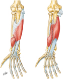 Muscles of Forearm: Flexors of Digits