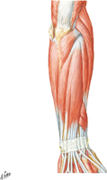 Muscles of Forearm: Superficial Part of Posterior Compartment