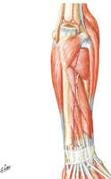 Muscles of Forearm: Deep Part of Posterior Compartment