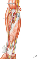 Muscles of Forearm: Anterior Compartment
