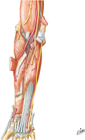 Muscles of Forearm: Deep Part of Anterior Compartment