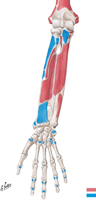 Attachments of Muscles of Forearm: Anterior View