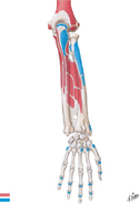 Attachments of Muscles of Forearm: Posterior View