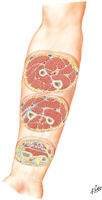 Forearm: Serial Cross Sections
