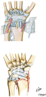 Ligaments of Wrist: Anterior View