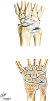 Ligaments of Wrist: Posterior View