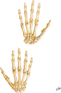 Bones of Hand