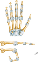 Metacarpophalangeal and Interphalangeal Ligaments