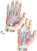 Wrist and Hand: Deeper Palmar Dissections