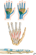 Lumbrical Muscles, Midpalmar and Thenar Spaces, and Tendon Sheaths