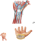 Flexor Tendons, Arteries, and Nerves at Wrist