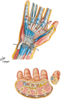 Spaces, and Tendon Sheaths of Hand