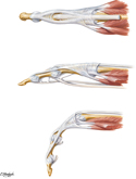 Flexor and Extensor Tendons in Fingers