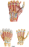 Muscles of Hand