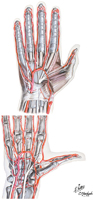 Arteries of Hand: Palmar Views