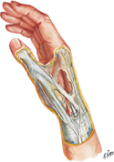 Wrist and Hand: Superficial Lateral Dissection