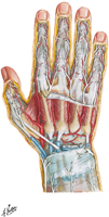 Nerves and Arteries of Dorsal Hand and Wrist