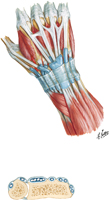 Extensor Tendons at Wrist