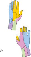 Cutaneous Innervation of Wrist and Hand