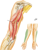 Musculocutaneous Nerve