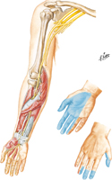 Median Nerve