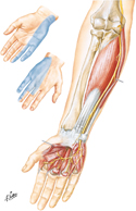 Ulnar Nerve