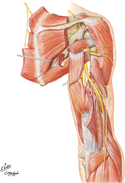 Radial Nerve in Arm and Nerves of Posterior Shoulder