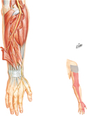 Radial Nerve in Forearm and Hand