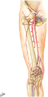 Arteries of Knee and Foot
