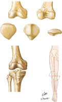 Osteology of Knee