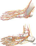 Foot: Nerves and Arteries