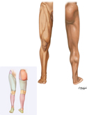 Surface Anatomy of Lower Limb