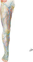 Superficial Veins of Lower Limb: Anterior View