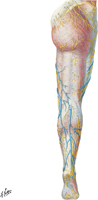 Superficial Veins of Lower Limb: Posterior View