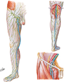 Lymph Vessels and Lymph Nodes of Lower Limb