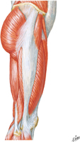 Muscles of Hip and Thigh: Lateral View