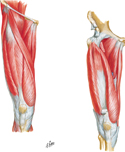 Muscles of Thigh: Anterior Compartment