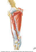 Muscles of Thigh: Medial Compartment