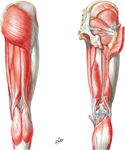 Muscles of Hip and Thigh: Posterior Views
