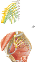 Sacral and Coccygeal Plexuses